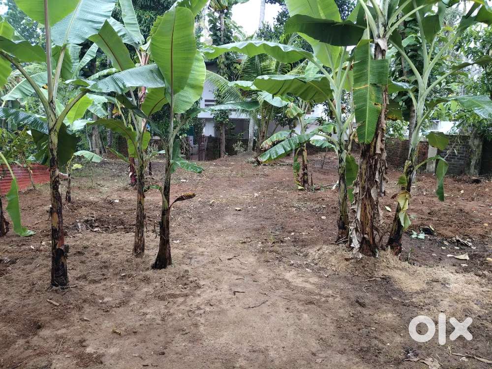 10 cent Kara bhoomi ,  lorry access plot ... Good location in city...