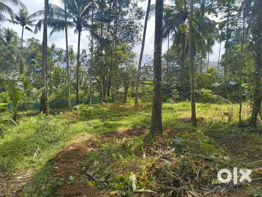 Plot for sale near LISSAH College West kaithapoyil (26ആം മൈൽ)