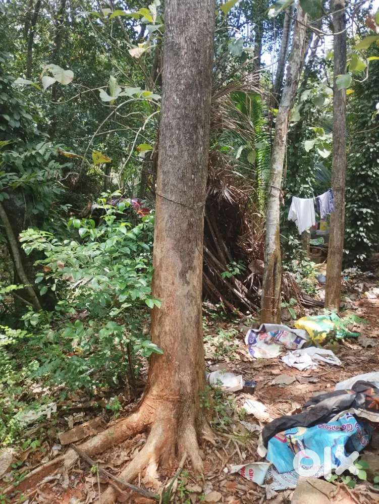 Teak for sale