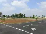 OAK Tree Just 1 km From Palakkad Bypass