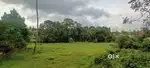 20.5 CENT PADDY FRONT PLOT VEMBILLY PALLIKKARA INFOPARK KAKKANAD 7KM