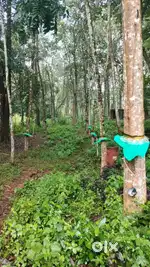 1.20 acre of  rubber thottham