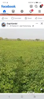 4 लाख 50 हजार प्रति बीघा