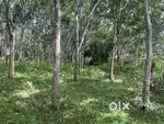 7 ACRE MIXED CULTIVATION LAND FOR SALE IN PERIKKALLOOR,WAYANAD.