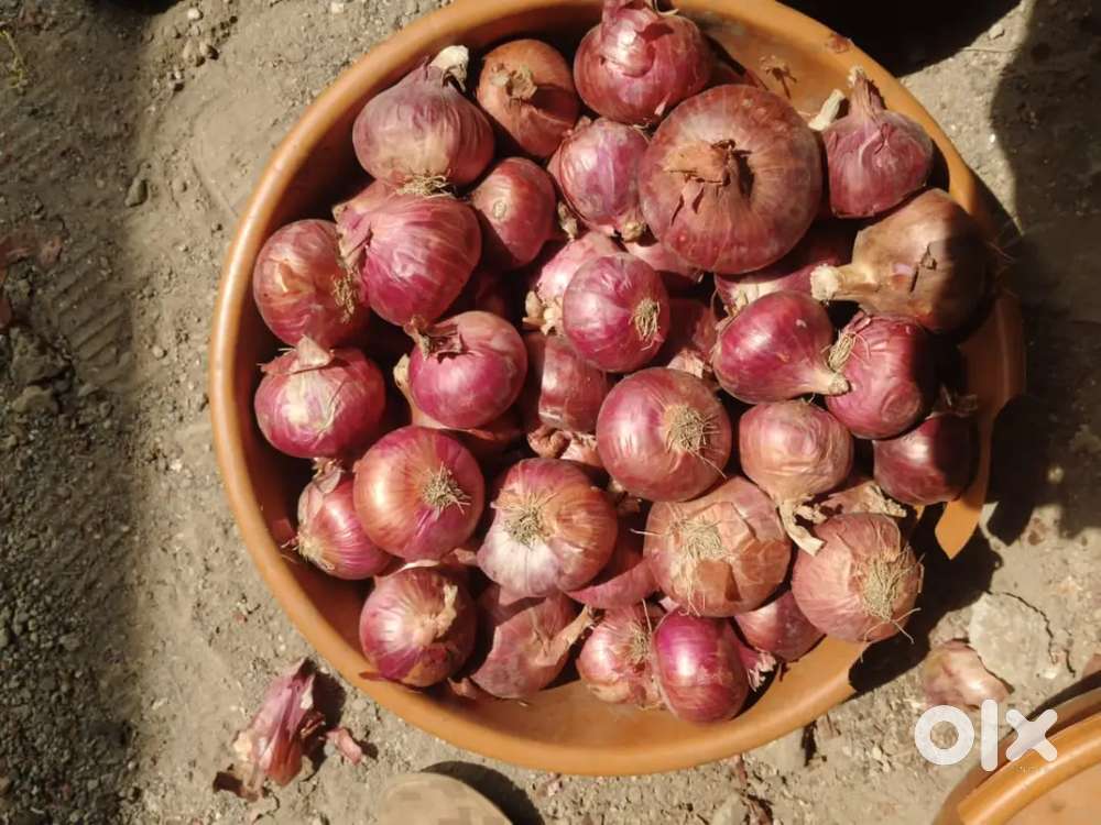 Telecaller cum accountant