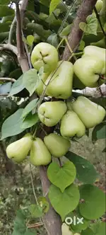 JEEVANA NIDHI DWVELOPERS AND CONSTRUCTION
