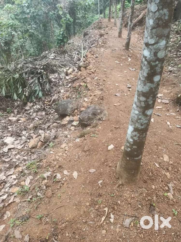 8 acre rubber estate with 1800 rubber trees 7 years old