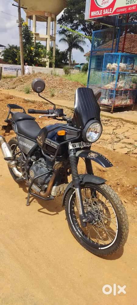 Himalayan for sale