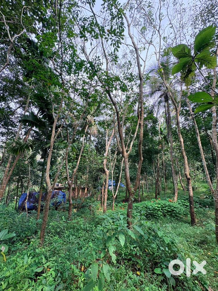 60 CENT HOUSE AND RUBBER PROPERTY FOR SALE 100M DISTANCE IN MAIN ROAD