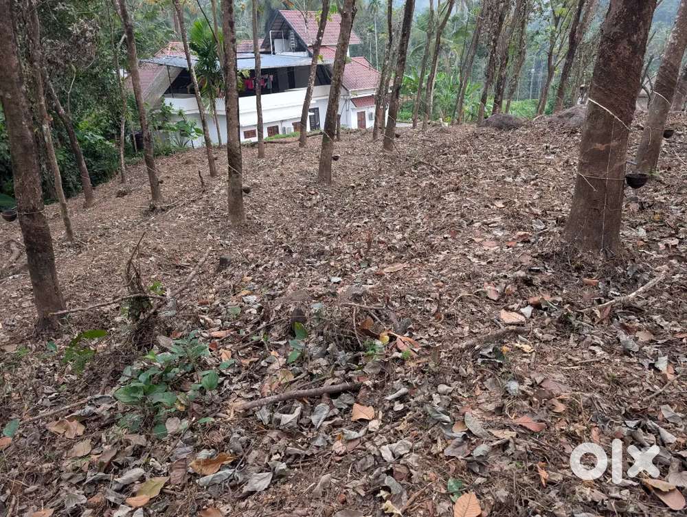 Rubber plantation area in Paisakary