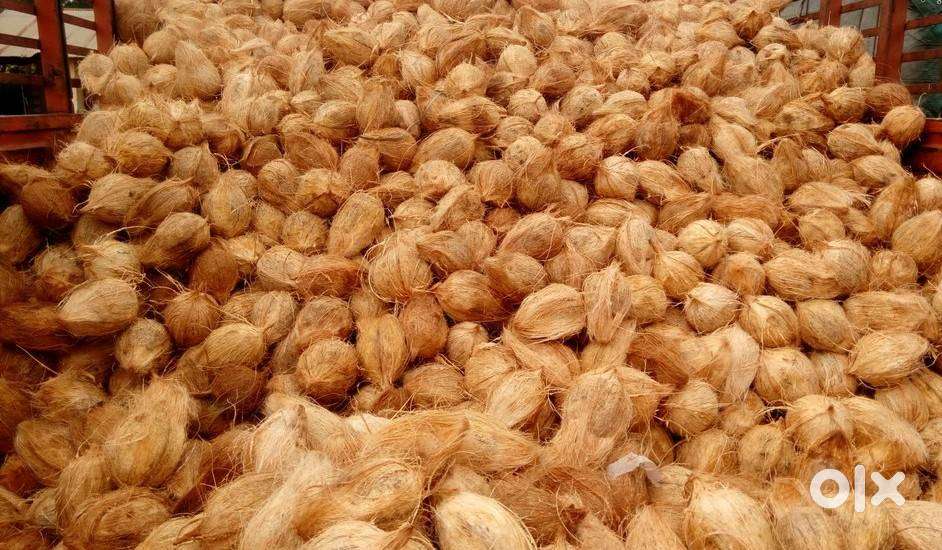Wholesale Semi-Husked Coconuts  Farm Fresh Supply Andhra & Telangana