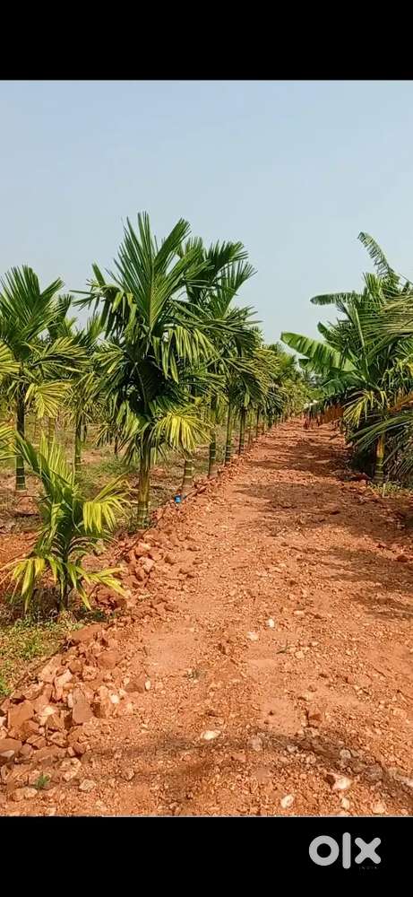 6 Acres Areca Plantation For Sale