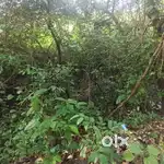 For Sale 12500m2 Paddy Field near Darbandoda Ponda Goa