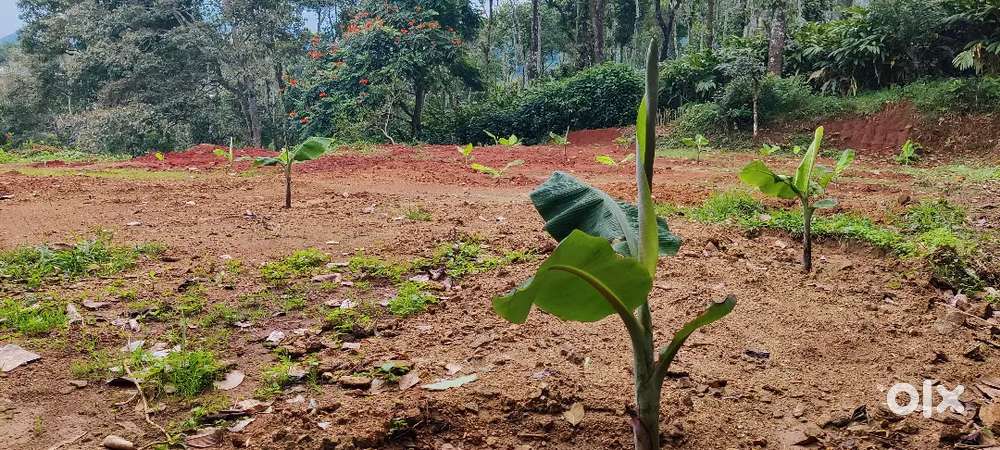 Vallakadavu Town Plot (Kattappana )