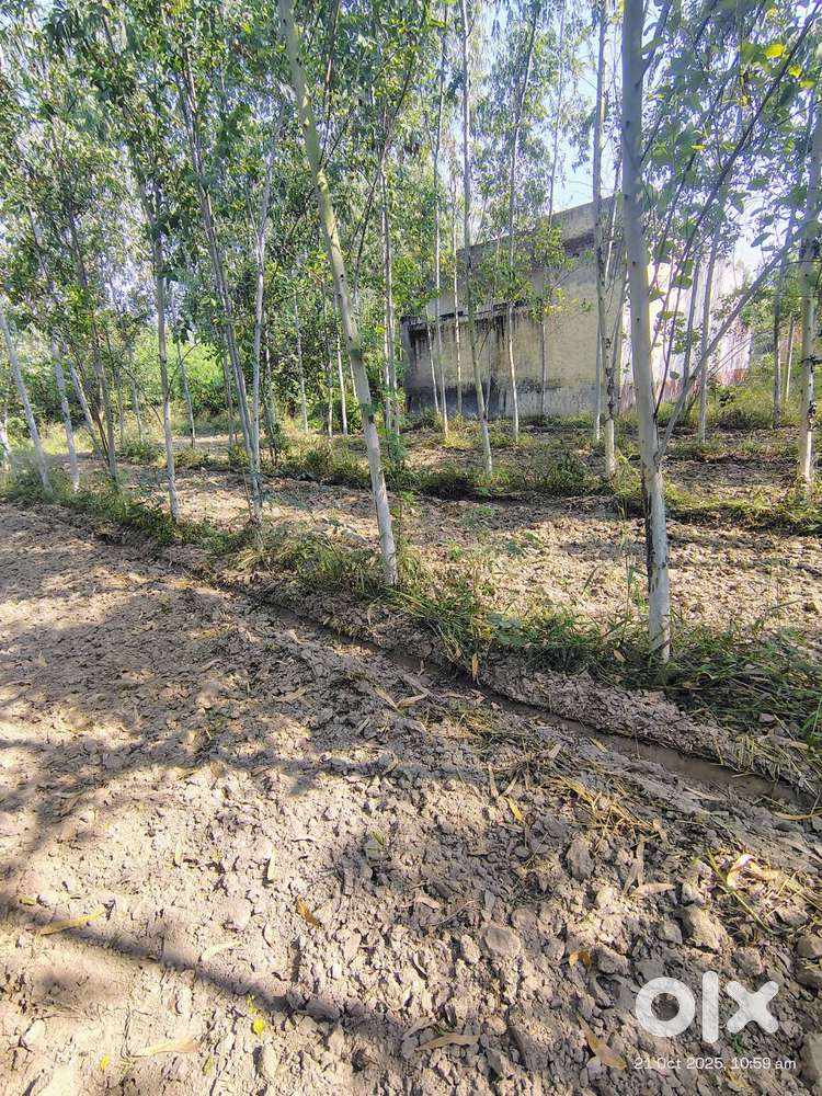 2 KANAL LAND FOR SALE IN SINGRIWALA NEAR GT ROAD