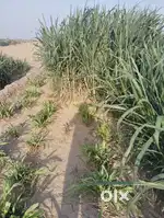 Kirshi farm with goat farm