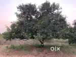 91 cents mango garden land