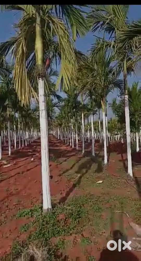 100 acres Red soil agriculture land for sale for 26 lakh/acre