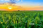 Farming land