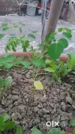 চাষের জমি রাস্তা সহ, নবগ্রাম পলসন্ডা, গোপগ্রাম, পোনিয়া