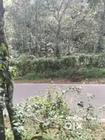 ഏലമുള്ള സ്ഥലം വിൽപ്പനയ്ക്ക്