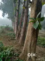 30+ Yrs old 200+ Teak Trees are available for sale
