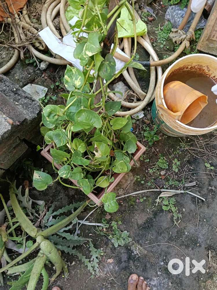 400 bigha for resorts ect Nagaon Town