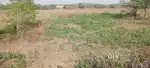 Agriculture land