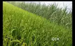 Agriculture land