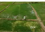 Premium Sandalwood Farms for sale just off Bangalore