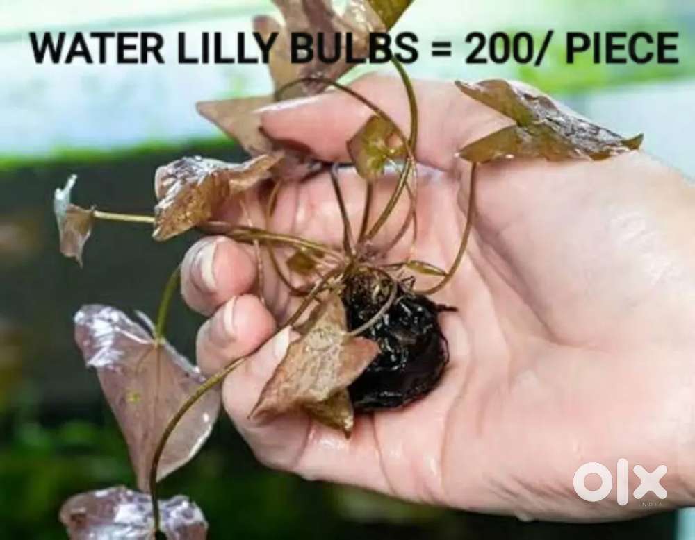 Aquarium/Pond plants/Snails/Shrimps