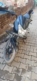Brand new kandisio bulbul ka baccha
