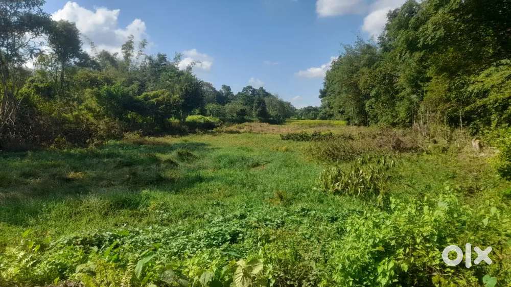 Land for Sale at Cinamara, Jorhat