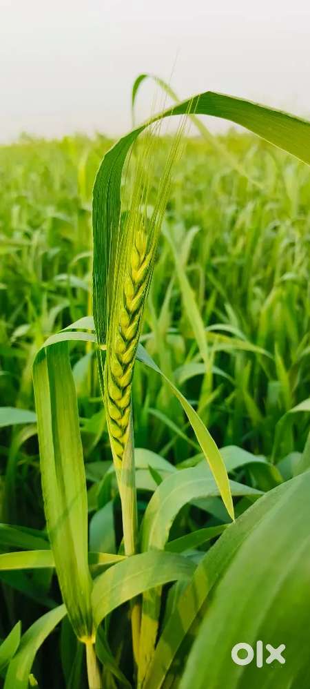 একই দাগে চার বিঘা জমি বিক্রি হবে