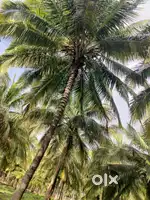 Pollachi to palakkad road nearly