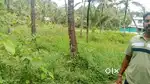 8cent plot