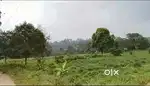 Idukki Adimali Near 13 AC Land with Cow farm for sale.