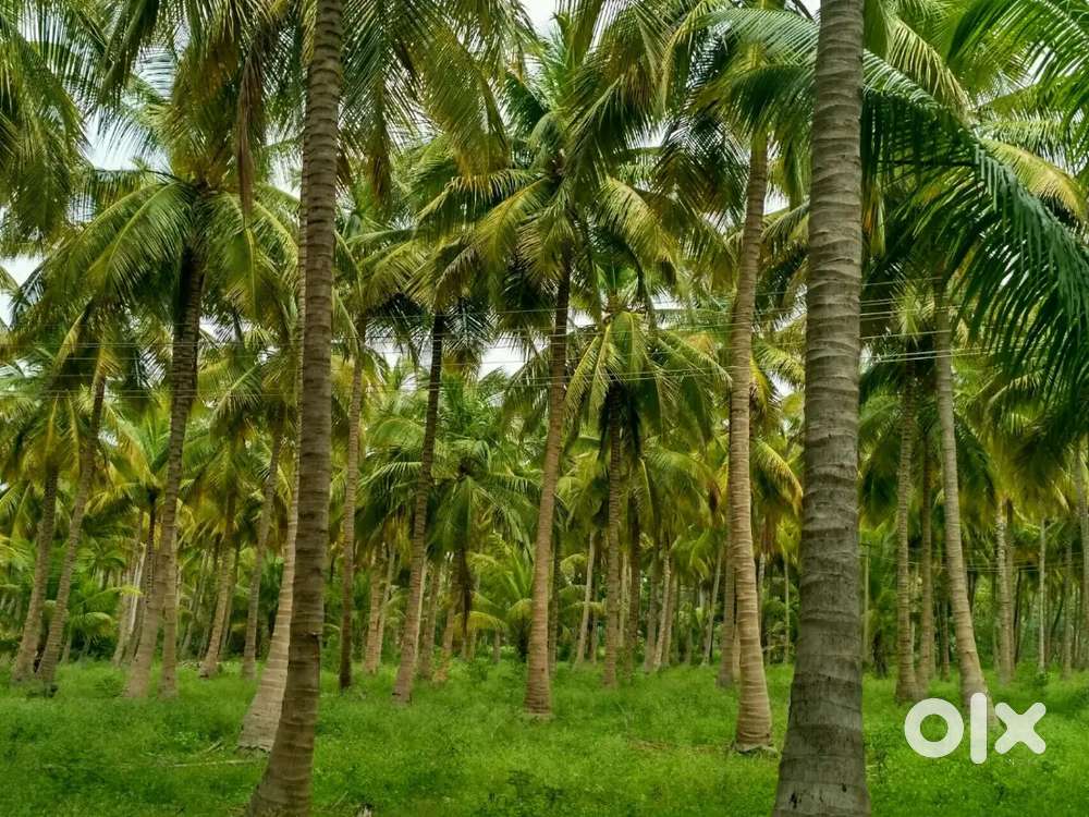 L& t bypass இருந்து 5 நிமிட பயண தூரத்தில் coconut farmland 9cent முதல்
