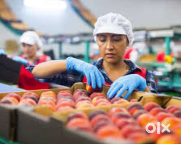 Sorter & Packer Job – ₹15,000–₹18,000 + Free Stay