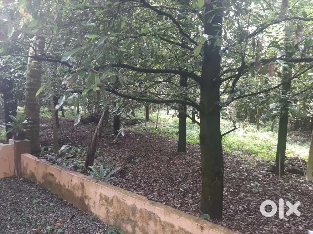 41 cents square plot idle for division (quick sale)