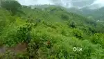 28 bigha land on sale near kasauli kuthar himachal prdesh single owner