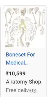 Mbbs first year bones set
