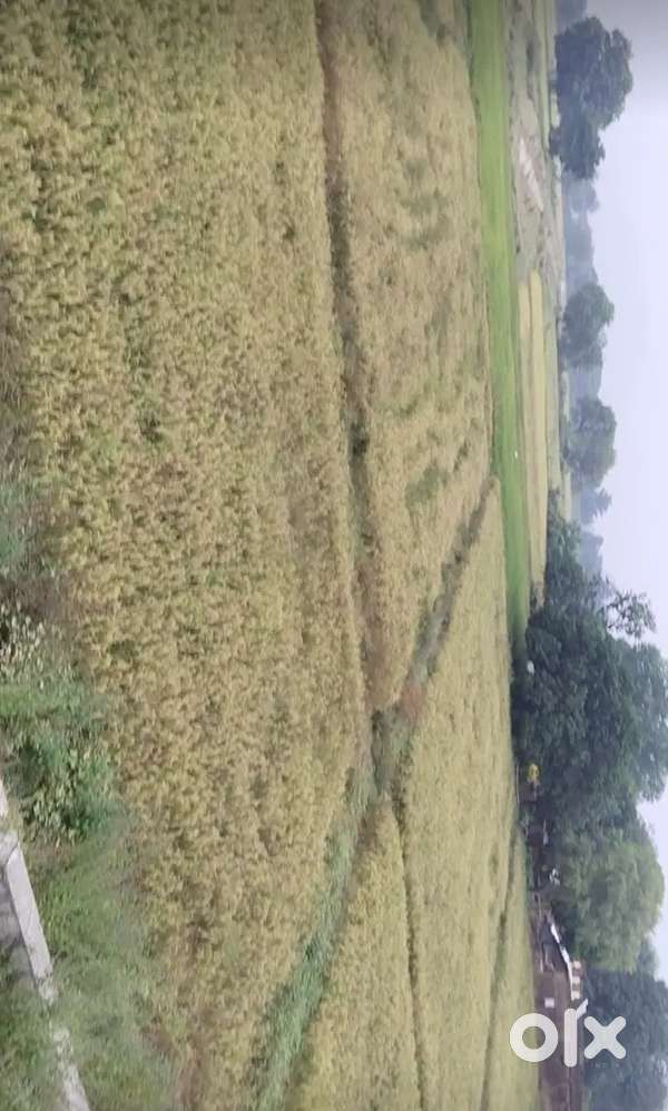 LAND FOR SELLING IN GUBRAO