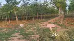 Red sandalwood plantation land
