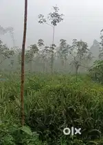 Two years old rubber trees