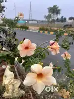 Sites available in Hosur