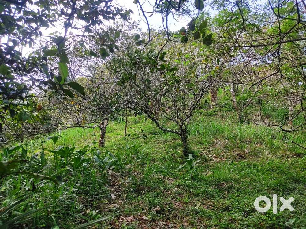 2 Acre Scenic Land for Sale in Valad Wayanad
