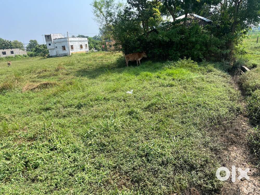 2 Decimal Residential Plot for Sale in Digreniya, Balasore
