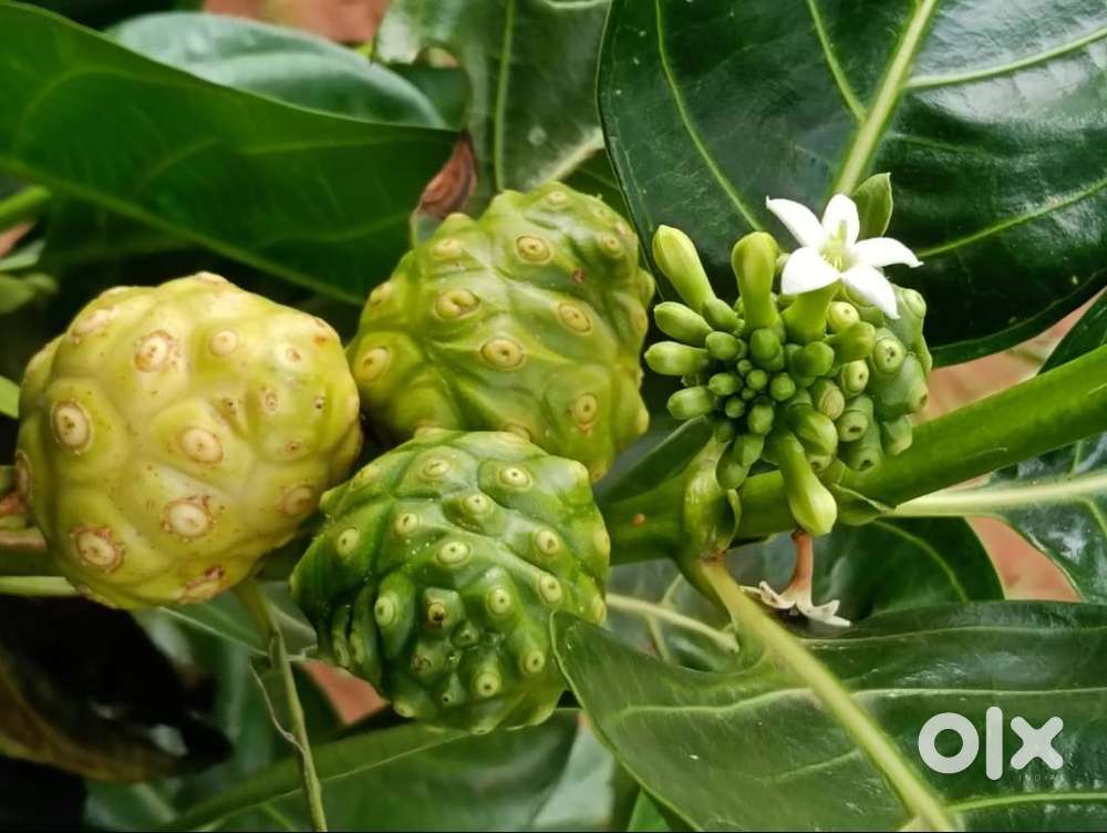 Premium Managed Farmland – Nature, Income & Peace Together!