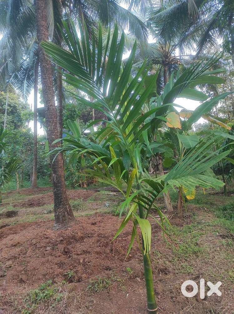 25 cent land, full water availability